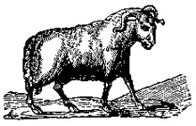 taleh-animal